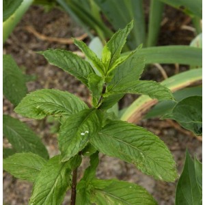 Nahaufnahme der Zitronen-Minze (Mentha piperita) Staude mit grünen Blättern.