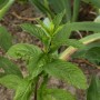 Zitronen-Minze - Mentha piperita