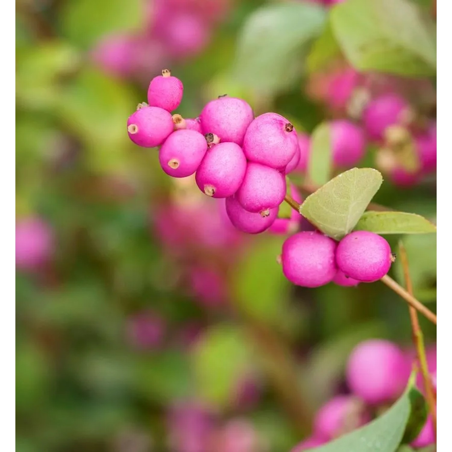 Schneebeere Symphonie Rumble 60-80cm - Symphoricarpos