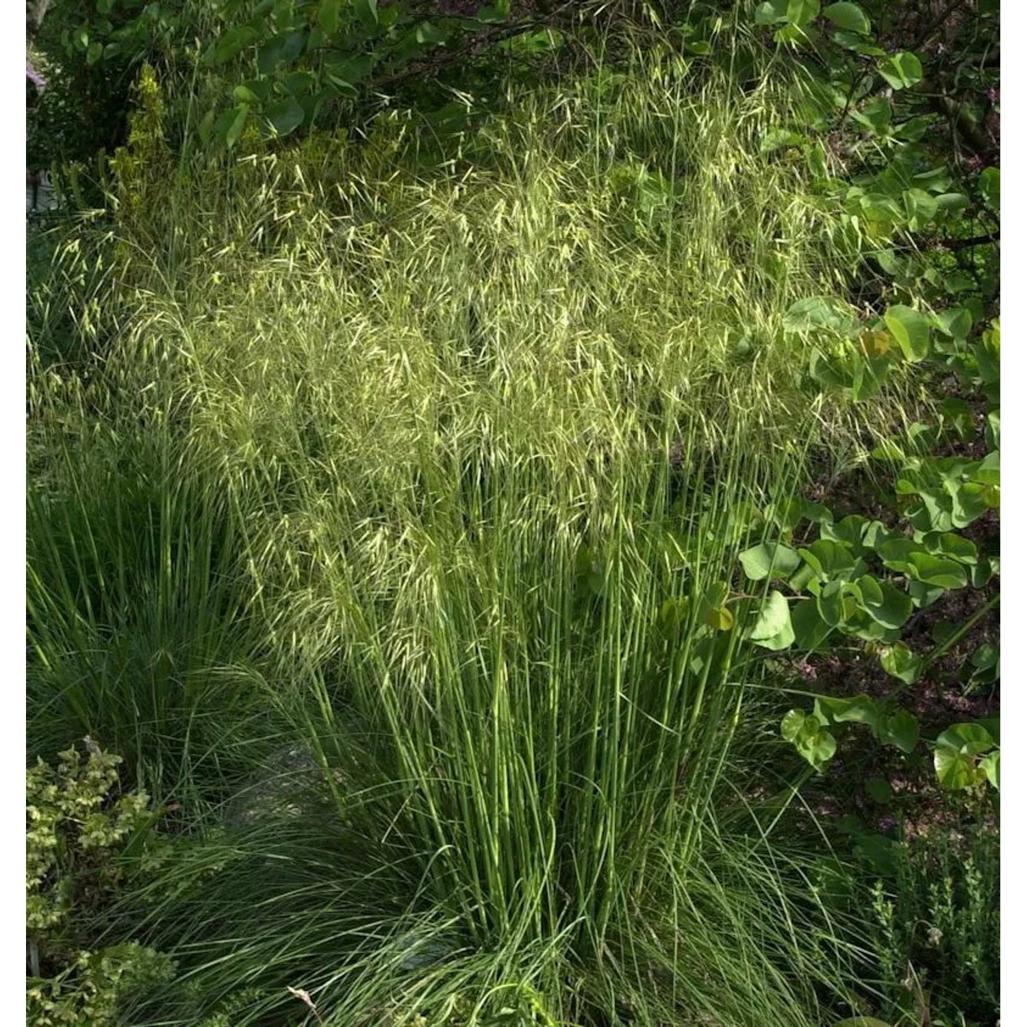 Riesenfedergras - großer Topf - Stipa gigantea
