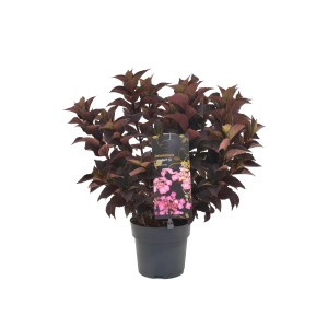 Tellerhortensie Daredevil im Topf mit dunklem Laub und rosa Blüten.