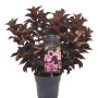 Tellerhortensie Daredevil im Topf mit dunklem Laub und rosa Blüten.