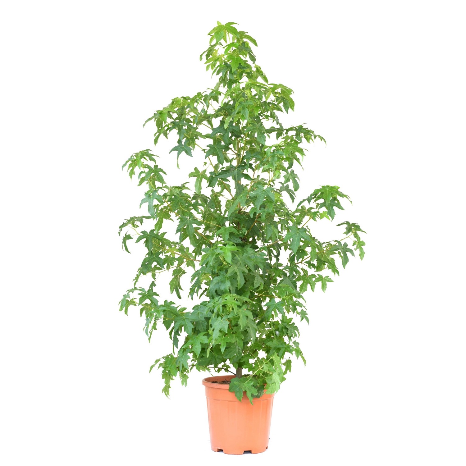 GROW by OBI Amberbaum Topf ca. 10 l Liquidambar Styraciflua kaufen bei OBI