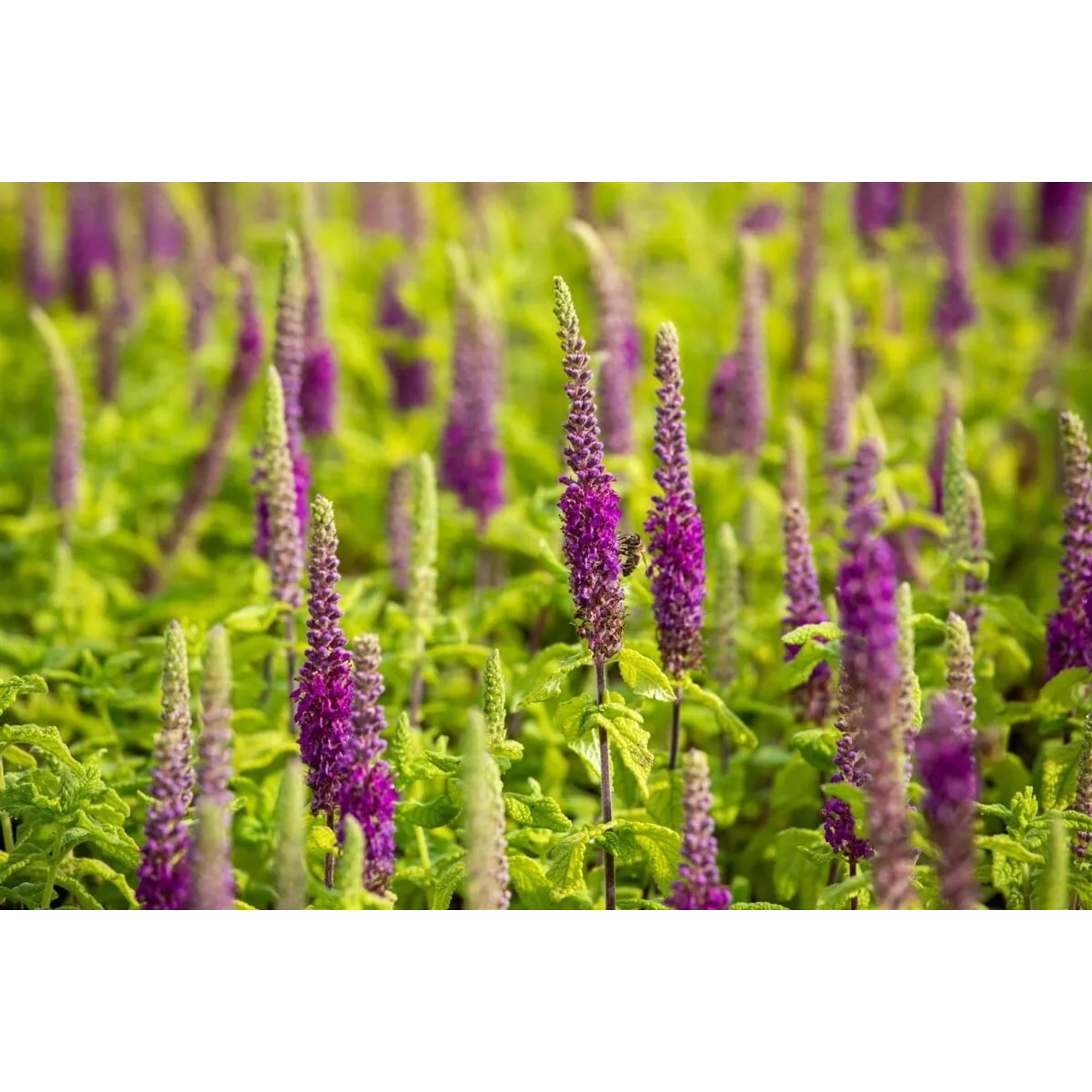 Teppich-Gamander 'Teucrium X Lucidrys' im 9x9 cm Topf mit violetten Blüten und grünen Blättern.