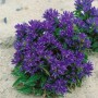 Nahaufnahme der violetten Knäuelglockenblume (Campanula Glomerata Acaulis) im 9x9 cm Topf.