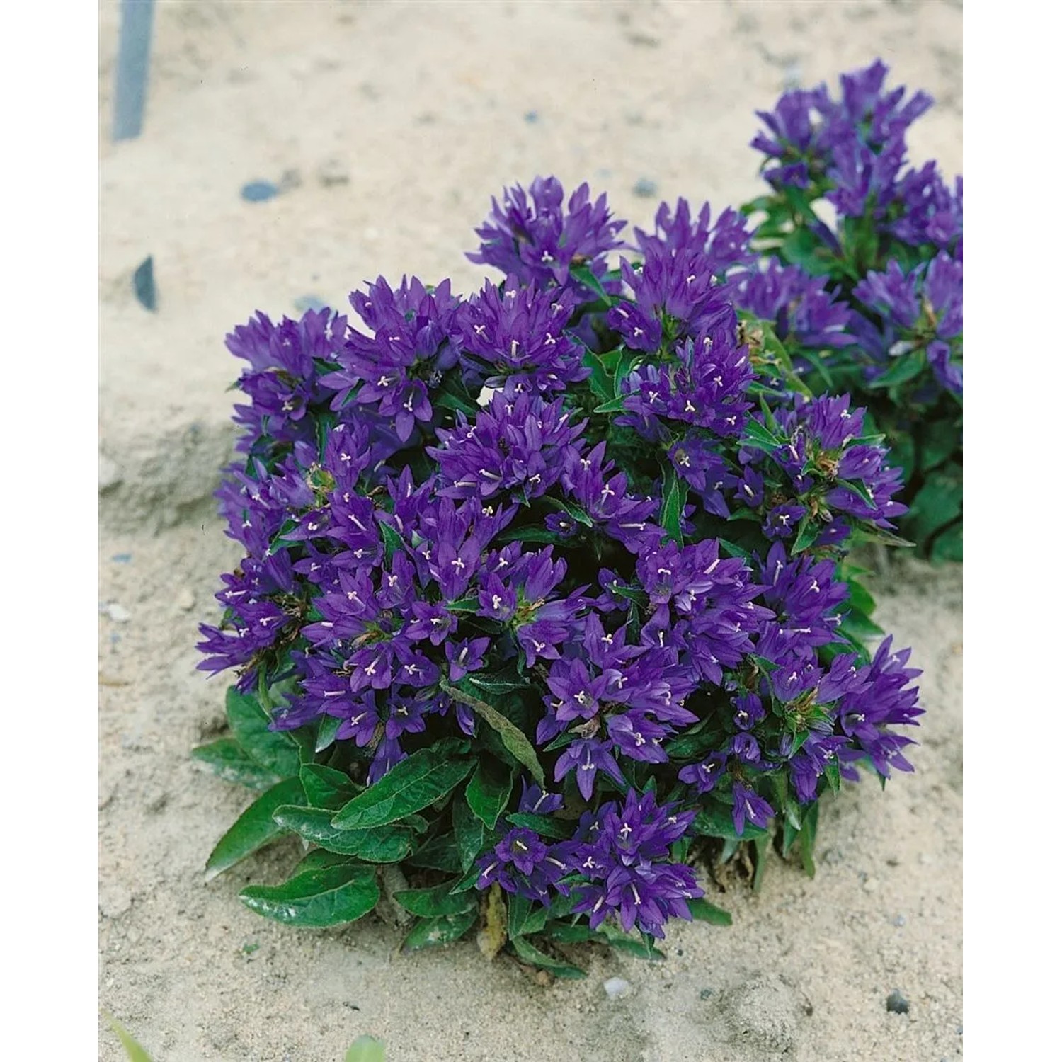 Nahaufnahme der violetten Knäuelglockenblume (Campanula Glomerata Acaulis) im 9x9 cm Topf.