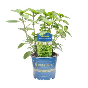 Kiepenkerl Strauchbasilikum Magic White im Topf, ein aromatisches Küchenkraut mit grünen Blättern.