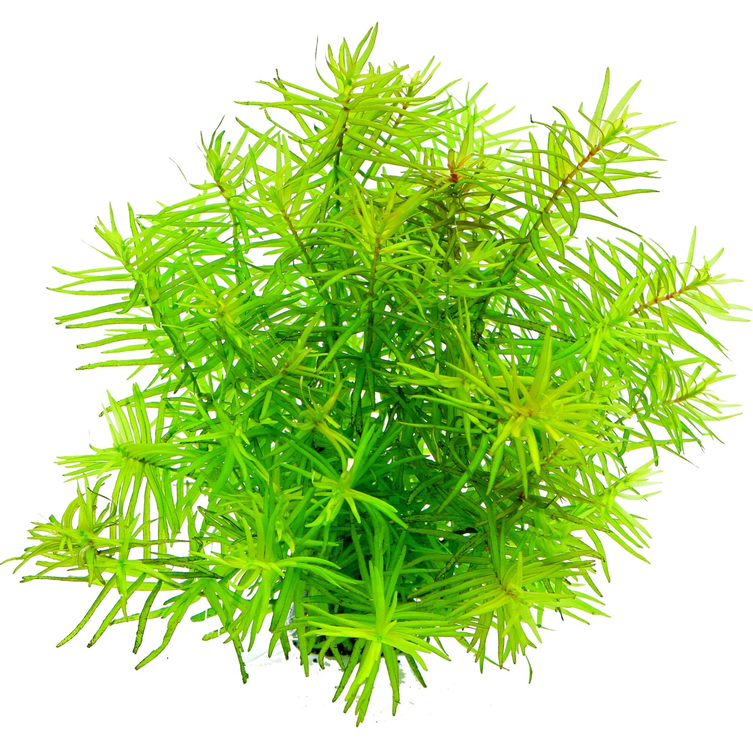 Dennerle Plants Aquariumpflanze Didiplis Diandra In-Vitro