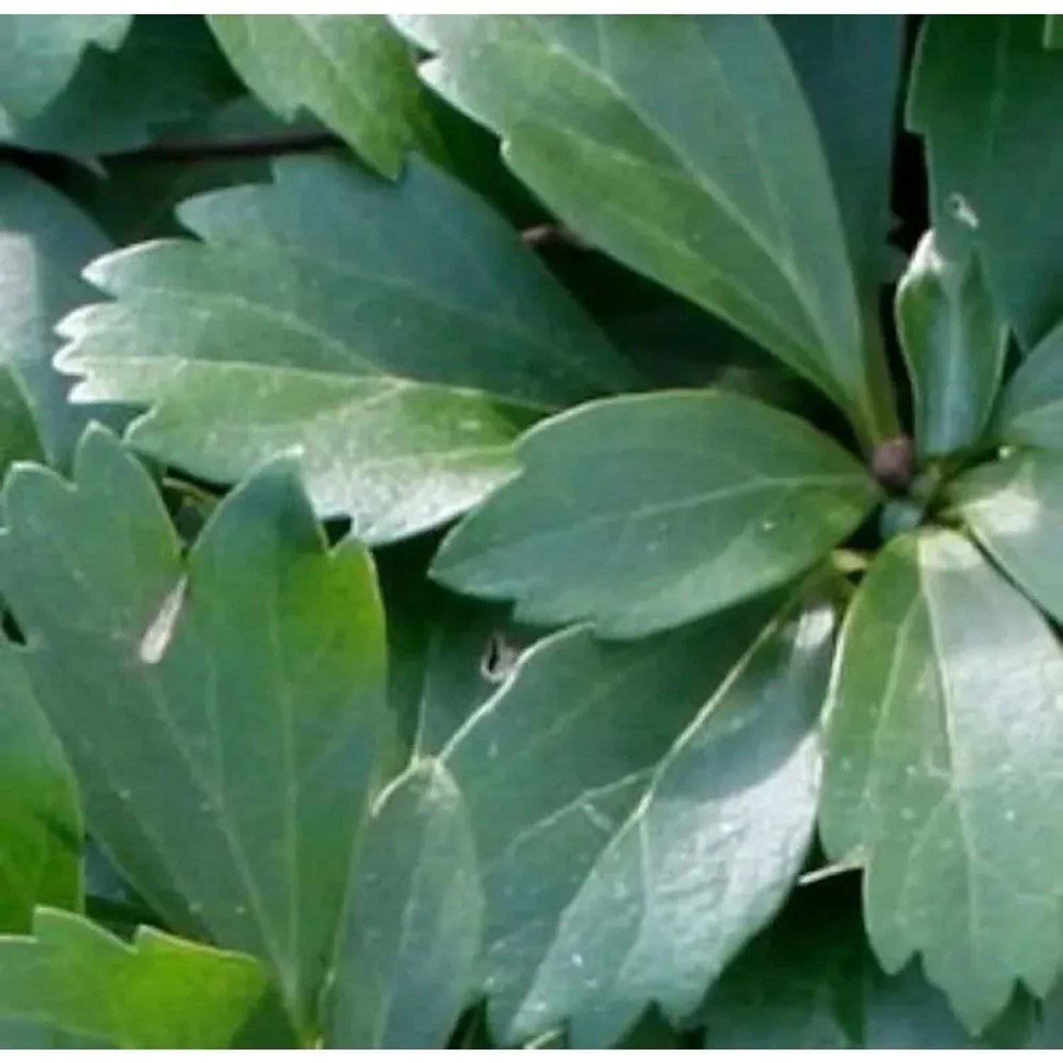 10x Schattengrün Dickmännchen Compacta - Pachysandra terminalis