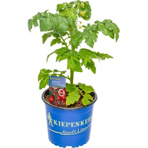 Kiepenkerl Tomate Picolino im Topf, veredelte Gemüsepflanze mit grünen Blättern und kleinem Etikett.