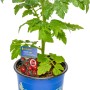 Kiepenkerl Tomate Picolino im Topf, veredelte Gemüsepflanze mit grünen Blättern und kleinem Etikett.
