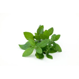 Frische Ackerminze (Mentha Arvensis) im 9x9 cm Topf. Ideal als Küchenkraut und Bodendecker.