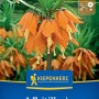 Kiepenkerl Blumenzwiebel Kaiserkrone Aurora 1 Stück_2