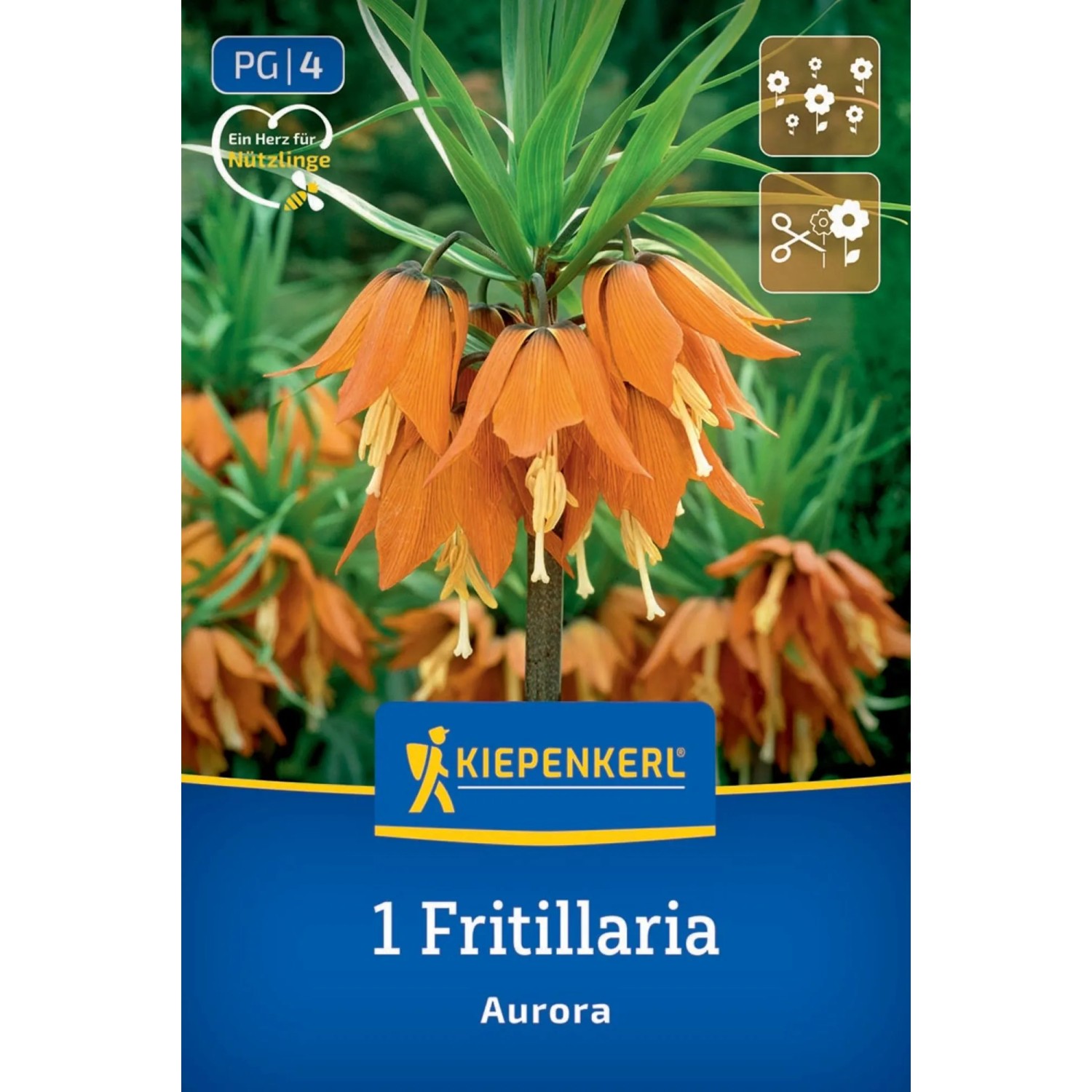 Kiepenkerl Blumenzwiebel Kaiserkrone Aurora 1 Stück_2