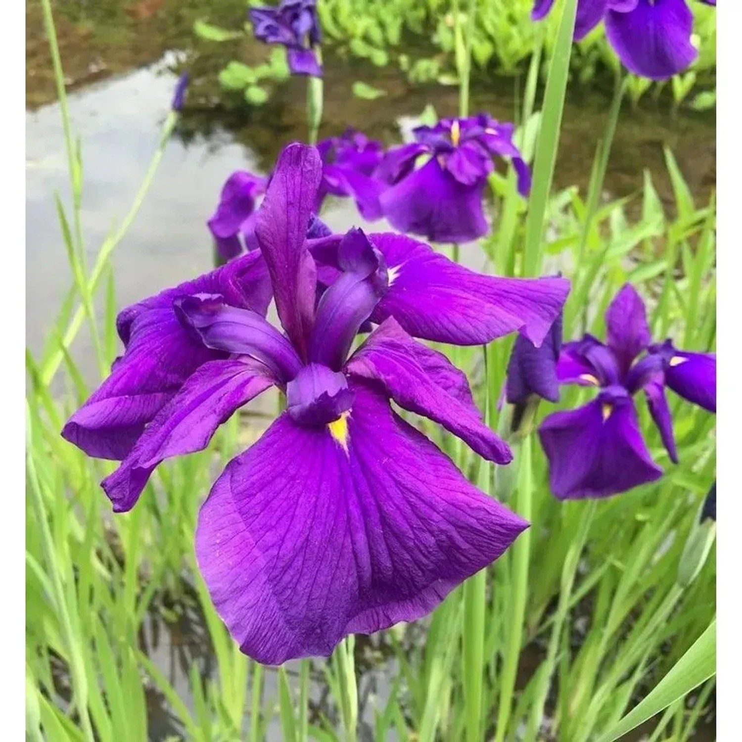 Japanische Sumpf Schwertlilie Loyalty - Iris ensata