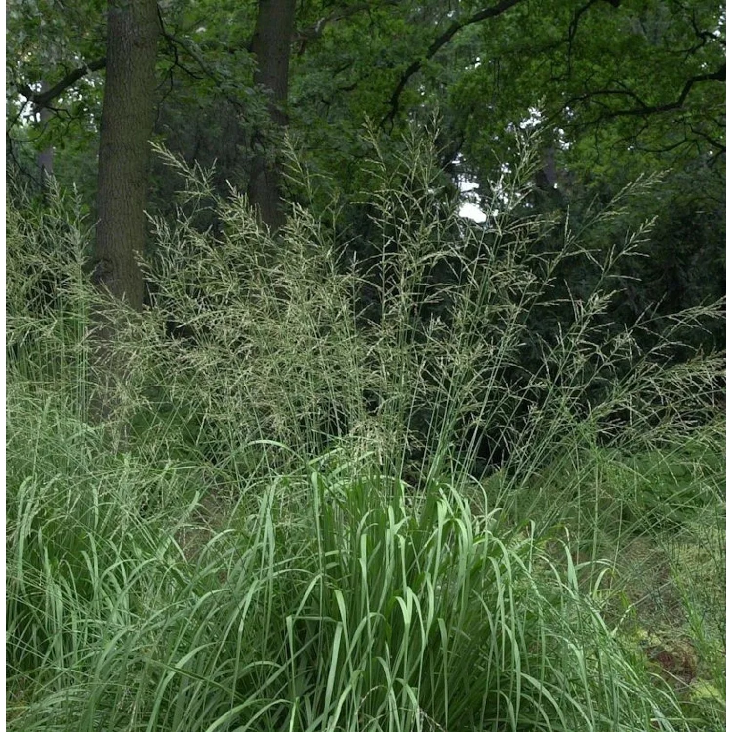 Riesen Pfeifengras Zuneigung - Molinia arundinacea günstig online kaufen