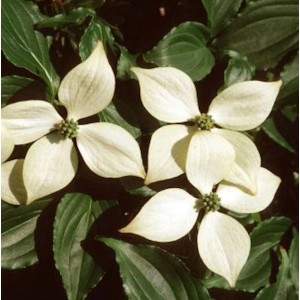 Japanischer Blumenhartriegel 'Kreuzdame' (Cornus kousa) mit weißen Blüten und grünen Blättern.