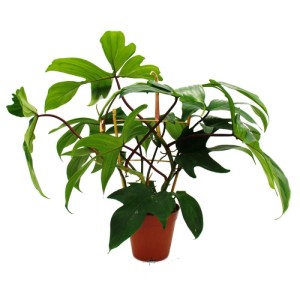 Philodendron Florida Beauty Green am Spalier im 15cm Topf. Exotische Grünpflanze mit ungewöhnlichen Blättern.