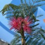 Sunny-Tree Seidenbaum Albizia Julibrissin Ombrella 150 cm Winterharter Baum mit Rosa Blüten Seidenakazie_3