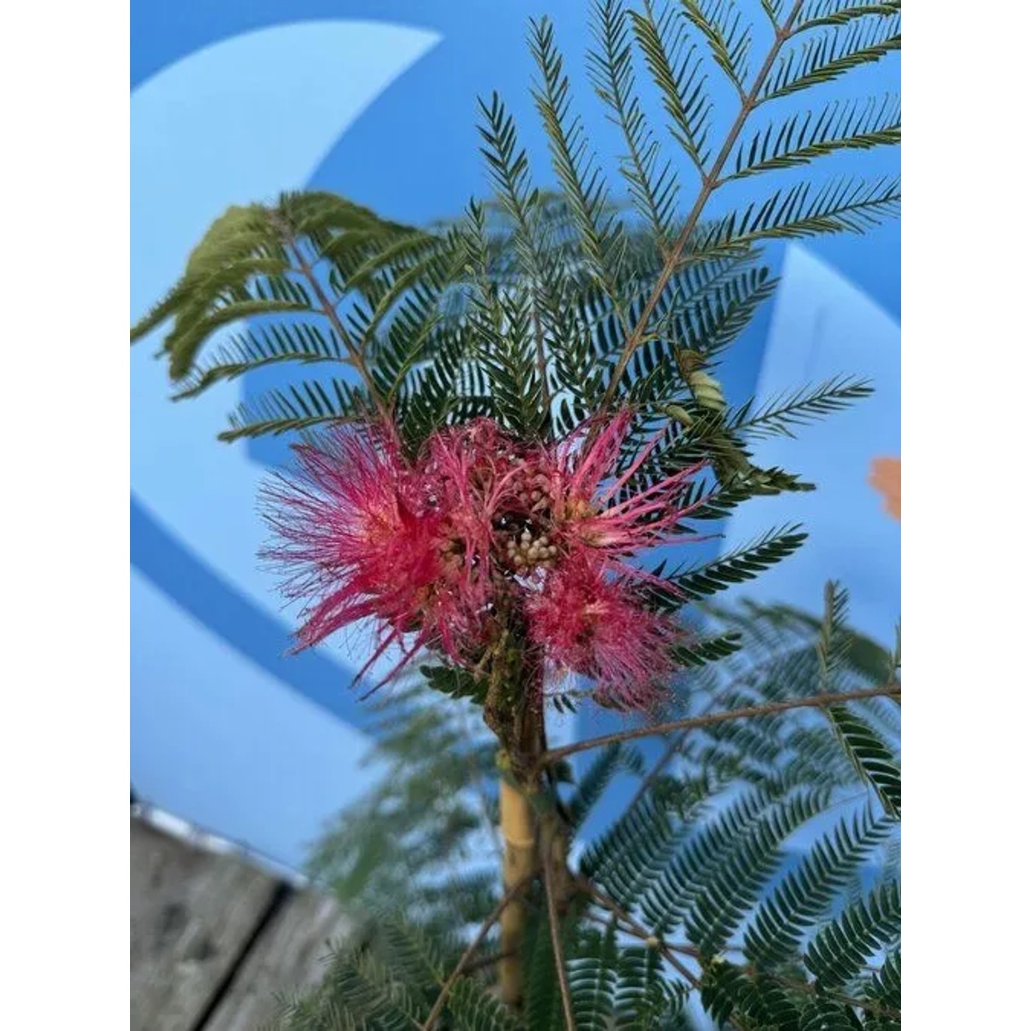 Sunny-Tree Seidenbaum Albizia Julibrissin Ombrella 150 cm Winterharter Baum mit Rosa Blüten Seidenakazie_3