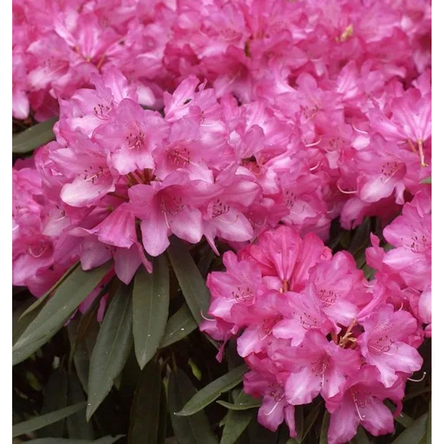 Rhododendron Rosa Perle 25-30cm - Rhododendron makinoi