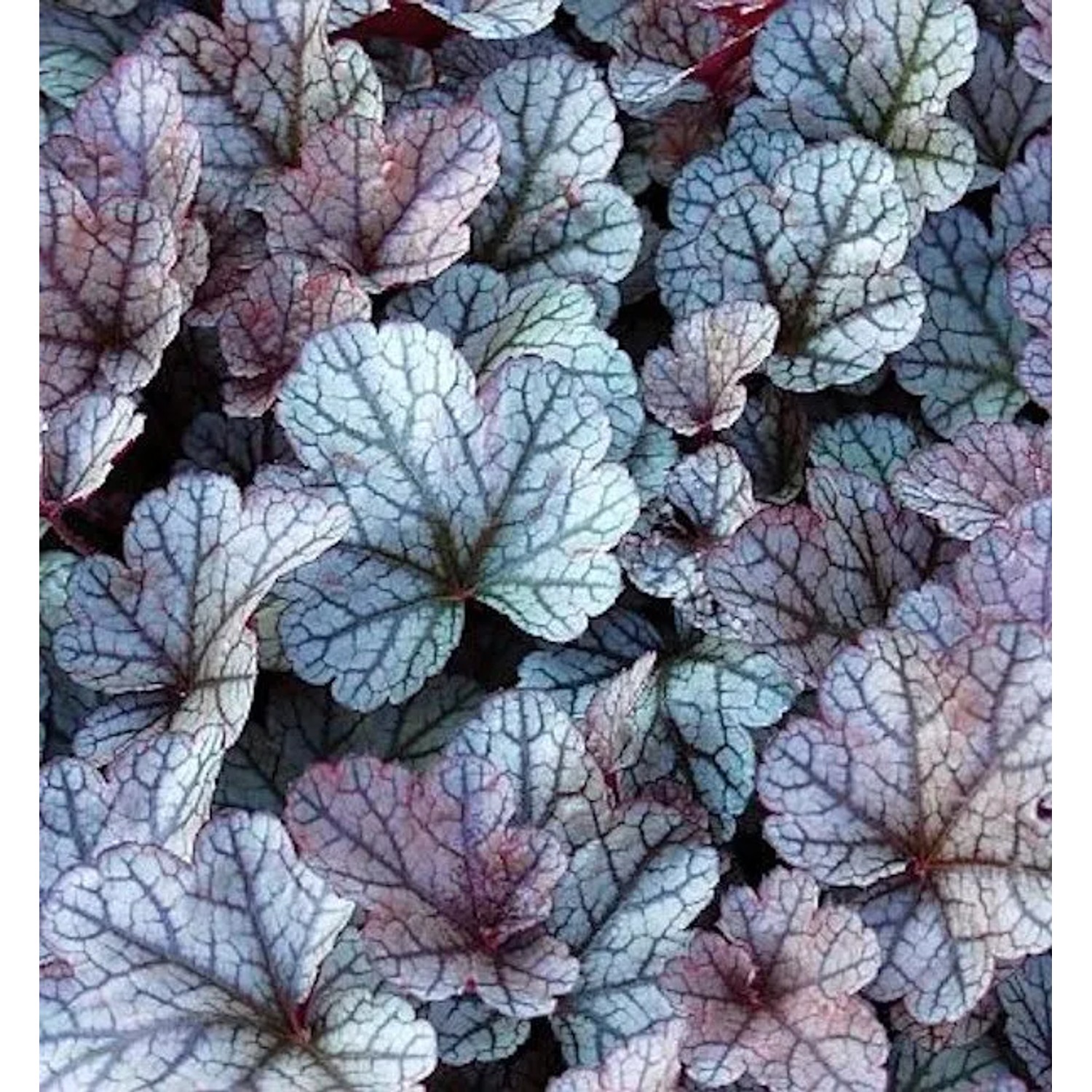 Purpurglöckchen Silver Scrolls - Heuchera micrantha