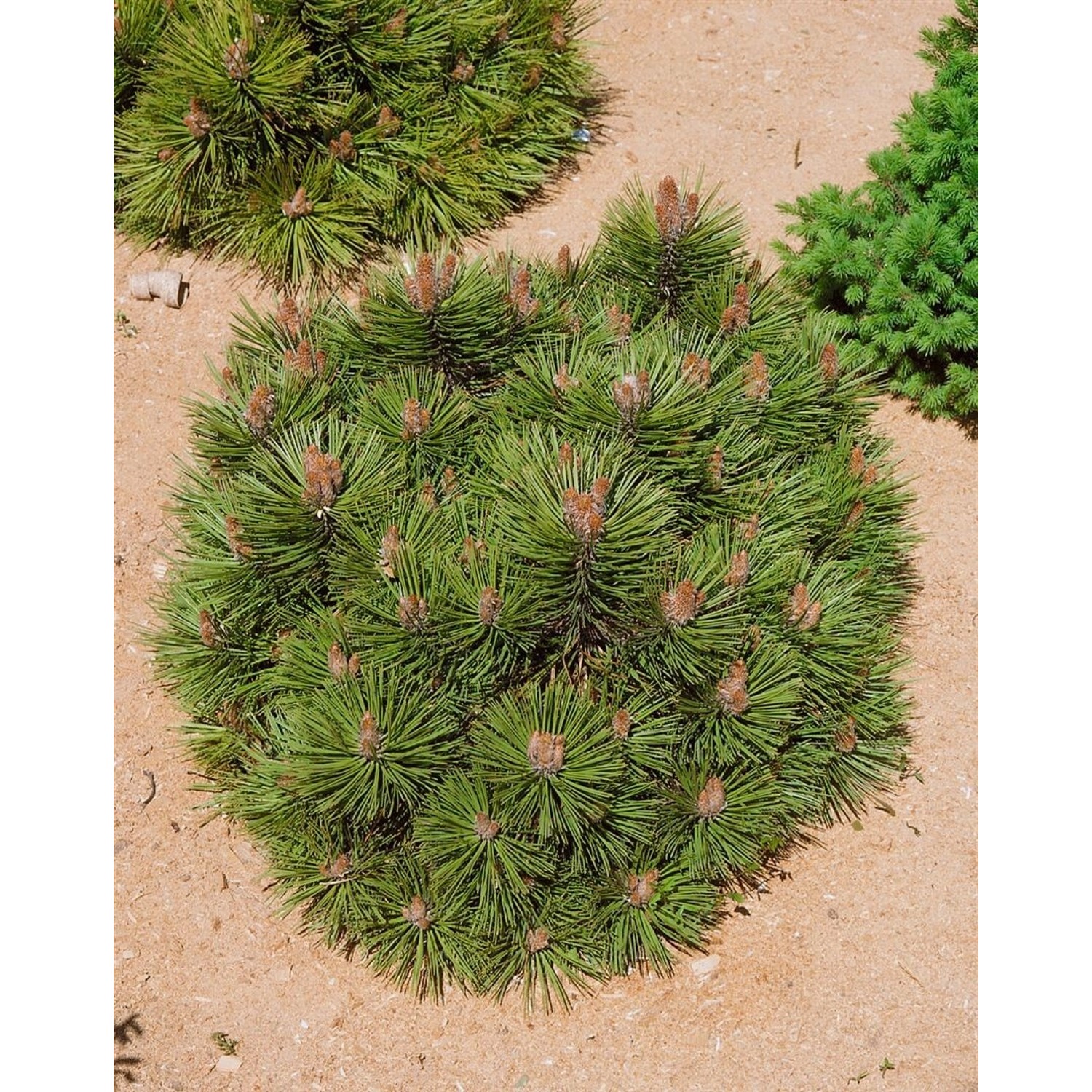 Pinus Nigra Bambino Schwarzkiefer Kompakt 60–70 cm günstig online kaufen