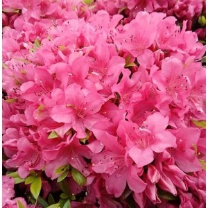 Nahaufnahme der üppigen, pinkfarbenen Blüten einer kriechenden Zwerg-Azalee (Rhododendron nakaharai).