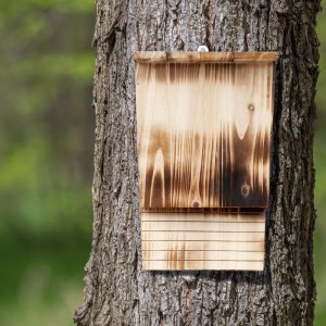Relaxdays Fledermauskasten Tannenholz Geflammt Natur mit Haken 37 x 22 x 12,5 cm 660 g