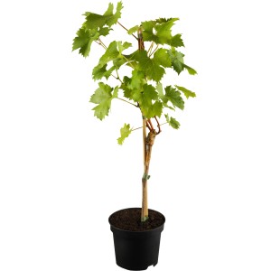 OBI Weinrebe Blau im 3 l Topf, ca. 20-30 cm hoch. Beerenstrauch mit grünen Blättern.