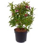 Weigelie 'Bristol Ruby' im Topf mit rubinroten Blüten und grünen Blättern.