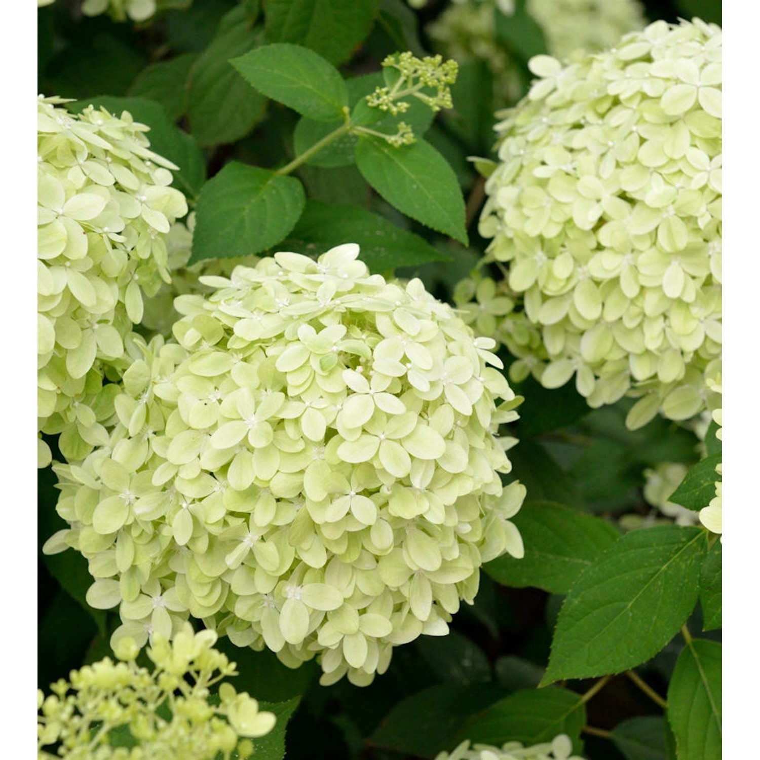 Rispenhortensie Little Fresco 40-60cm - Hydrangea paniculata günstig online kaufen