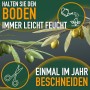 Pflegehinweise für Olivenbaum: Boden feucht halten, einmal jährlich beschneiden.