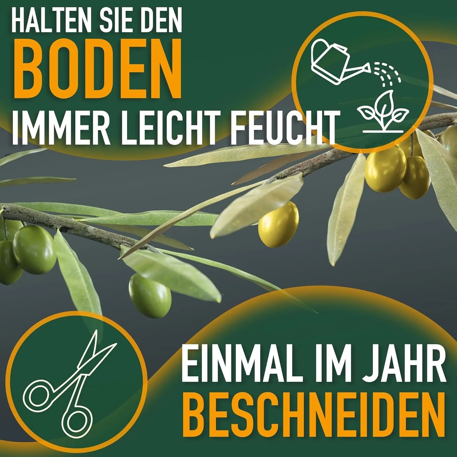 Pflegehinweise für Olivenbaum: Boden feucht halten, einmal jährlich beschneiden.