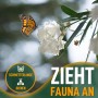 Weiß blühender Oleander mit Monarchfalter. Mediterrane Kübelpflanze für Garten und Balkon.