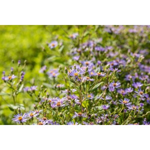 Violette Aster X Herveyi 'Twilight' im 11x11 cm Topf. Herbstaster Staude mit vielen Blüten.