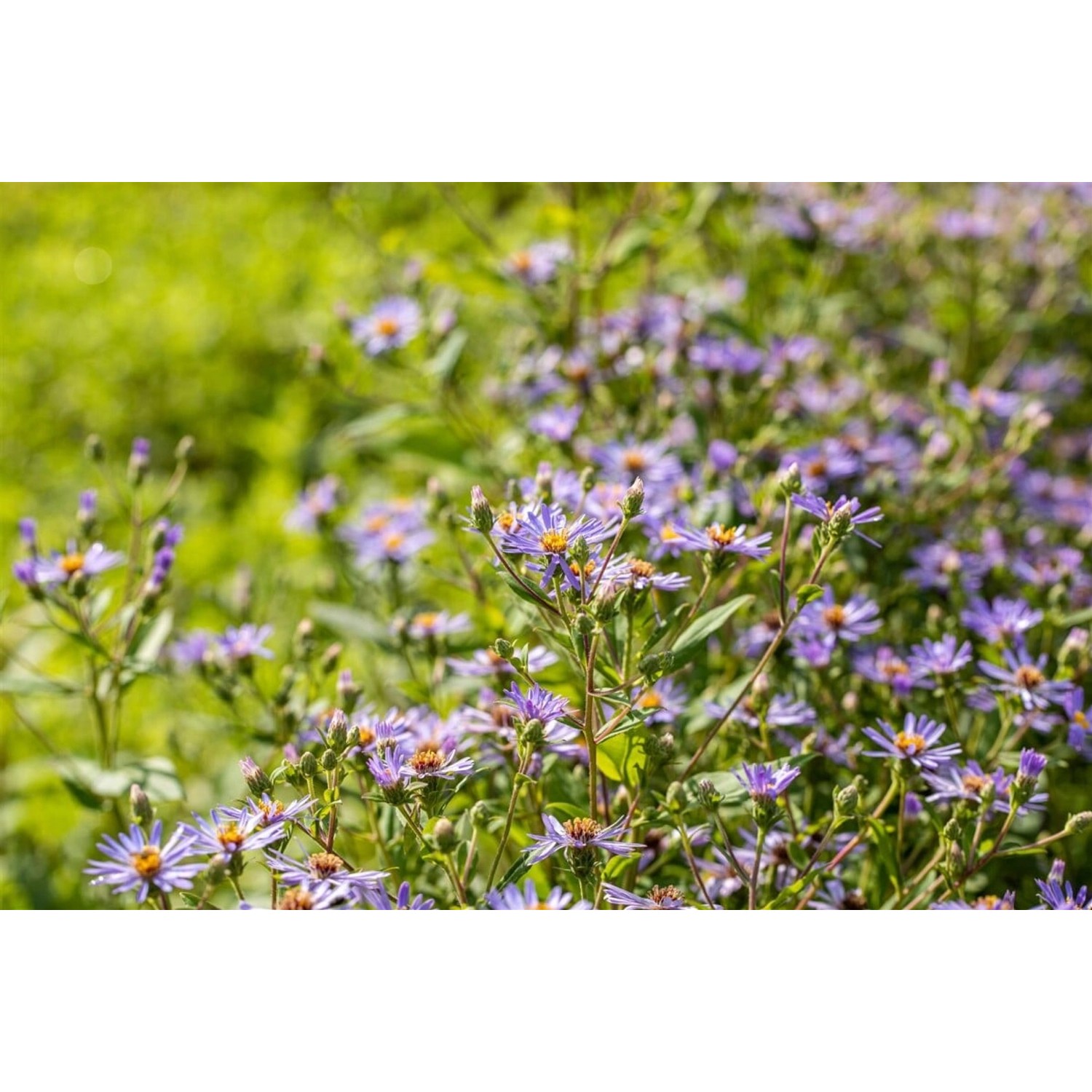 Aster X Herveyi Twilight Ca. 11x11 cm Topf günstig online kaufen