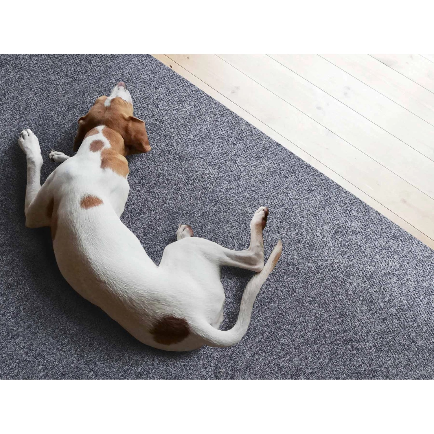 Primaflor Sauberlauf Picollo Teppichläufer in GrauBlau mit Hund im Flur.