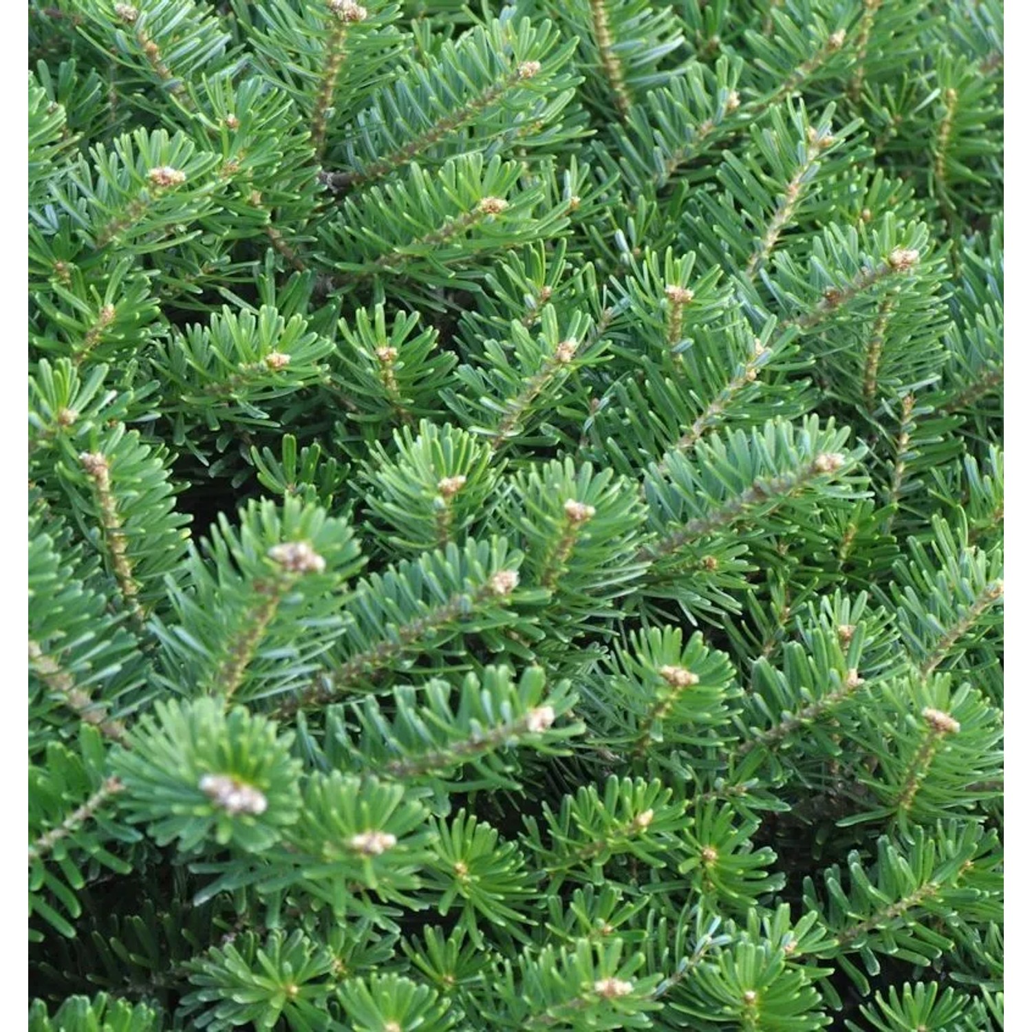 Hochstamm Zwerg Koreatanne Cis 40-60cm - Abies koreana