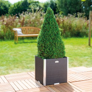 Brauner Wilk Polyrattan Pflanzkübel (46x46 cm) mit Alu-Beschlägen und grüner Pflanze.
