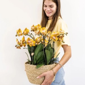 Frau hält Korb mit Kolibri Orchideen Orange Set, drei orangefarbene Orchideen im Baumwollkorb.