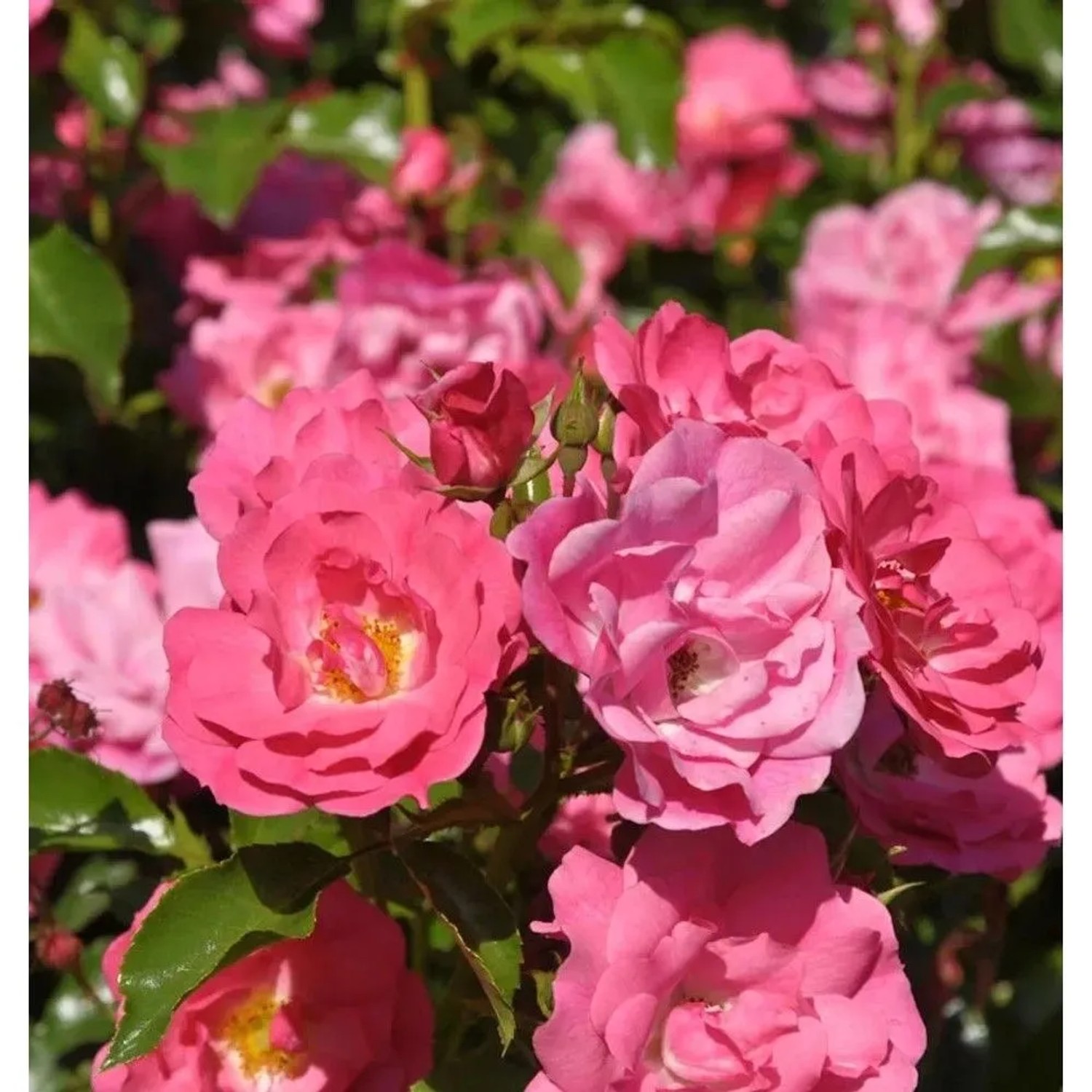Hochstamm Rose Heidetraum 80-100cm