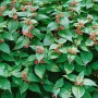 Großblütige Taubnessel (Lamium Orvala) mit rosa Blüten und grünen Blättern im Topf.
