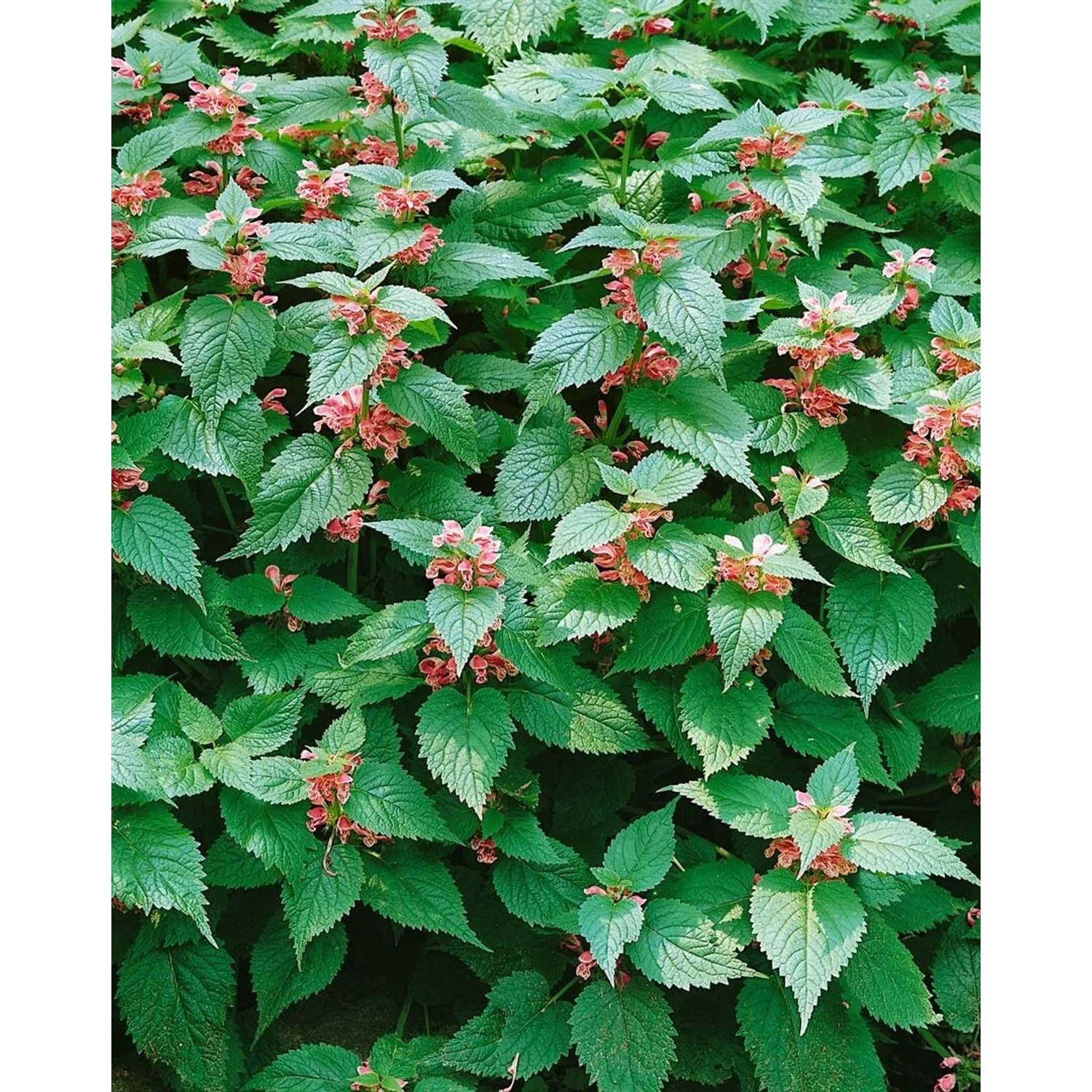Großblütige Taubnessel (Lamium Orvala) mit rosa Blüten und grünen Blättern im Topf.