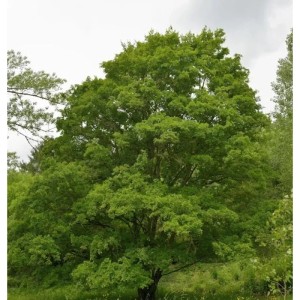 Feldahorn 125-150cm - Acer campestre