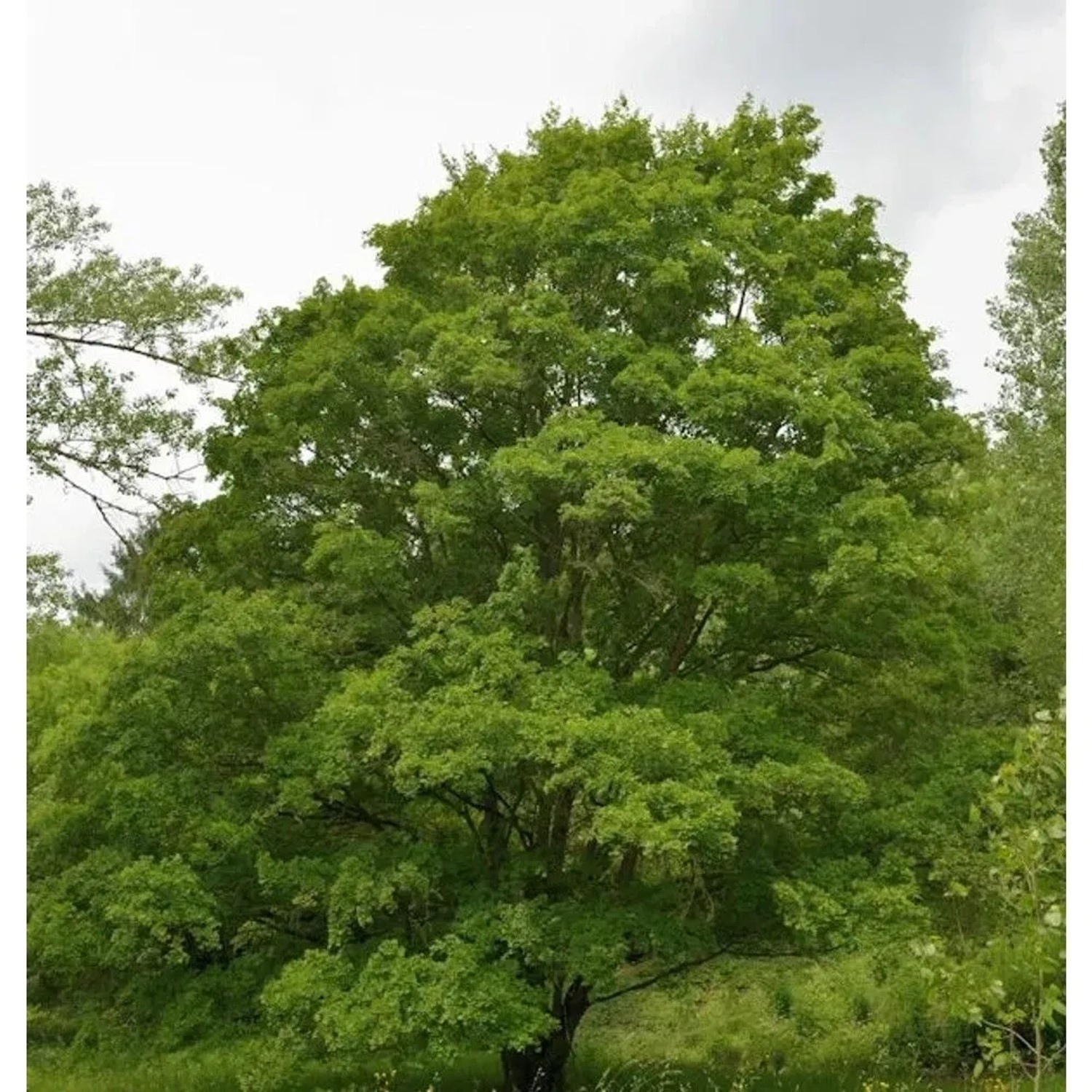 Feldahorn 125-150cm - Acer campestre
