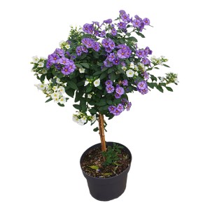Zweifarbiger Enzianstrauch (Solanum rantonetti) als Stamm, ca. 100cm hoch im Topf.