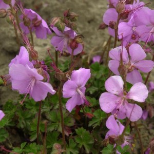 Dalmatiner Storchschnabel (Geranium dalmaticum) mit zartrosa Blüten und grünen Blättern.