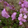 Dalmatiner Storchschnabel (Geranium dalmaticum) mit zartrosa Blüten und grünen Blättern.