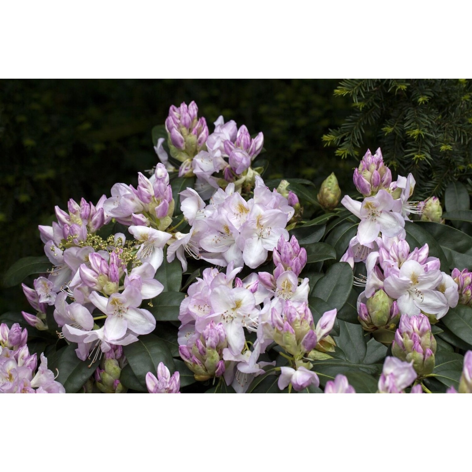 Rhododendron Hybr. Gomer Waterer Weiß-Rosa Blüten 40–50 cm günstig online kaufen
